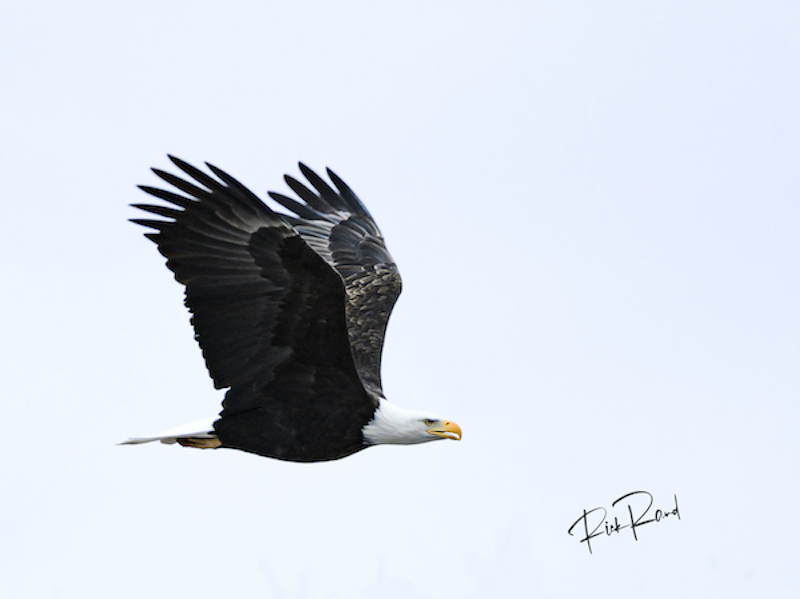 Flight Of The Eagle copy 2