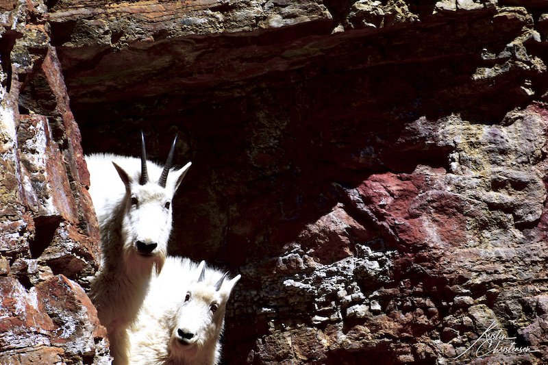 Two Curious Goats copy