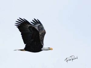 Flights of Eagle