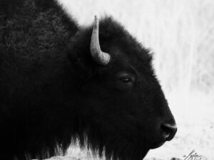 Tatanka