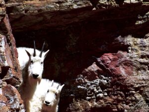 Two Curious Goats