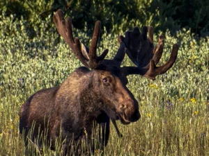Bighorn Mt. Moose