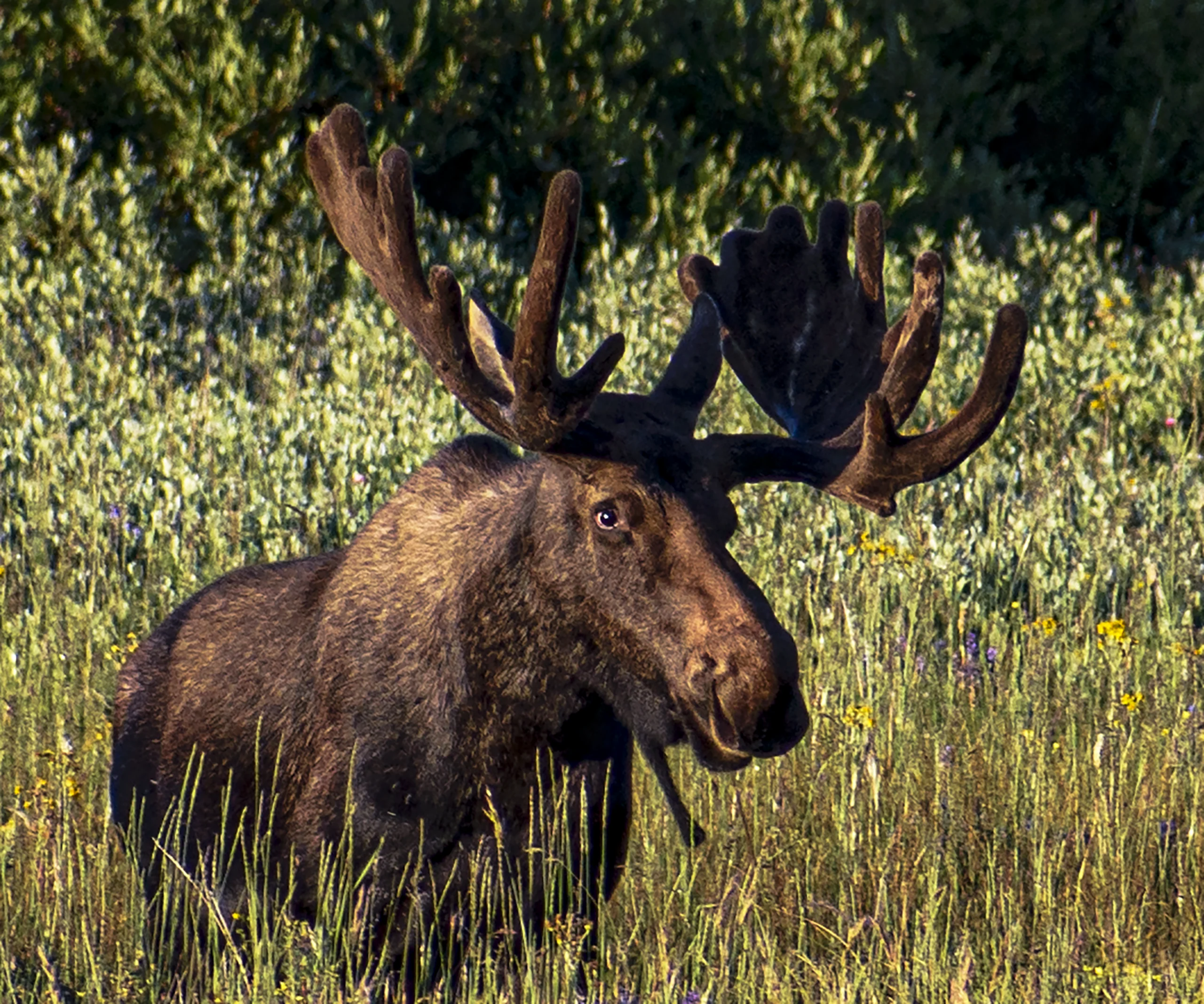 Moose Bighorns crop